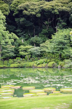 Lotus ve nilüfer gölette Umi Jigoku Beppu, Japonya