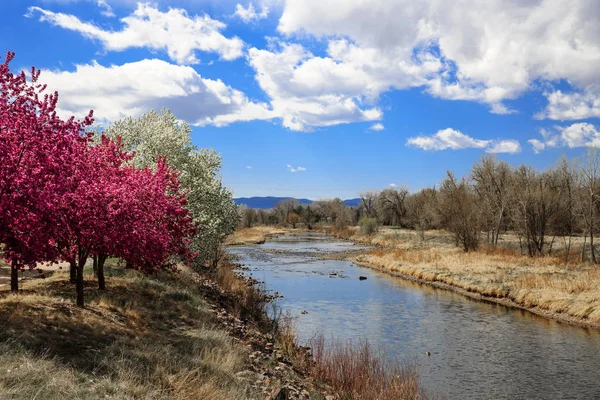 川沿いの満開のクラブアップルの花 — ストック写真