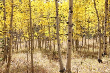 Colorado mountain covered with colorful aspen trees in fall