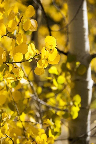 Close Colorful Aspen Tree — Stock Photo, Image