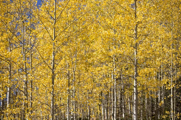 Colorado mountain covered with colorful aspen trees in fall