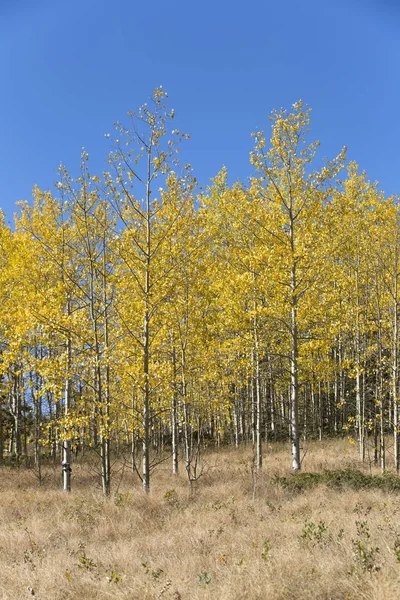Colorado Mountain Covered Colorful Aspen Trees Fall — Stock Photo, Image