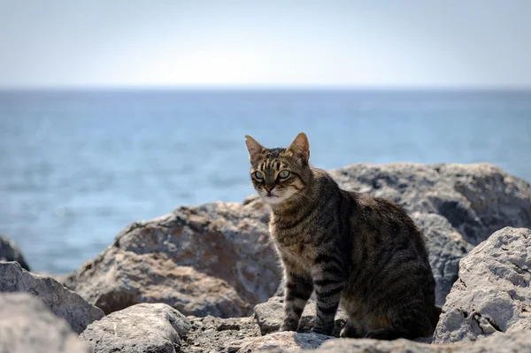 Wild cat on stones near the sea on Crete island Royalty Free Stock Photos