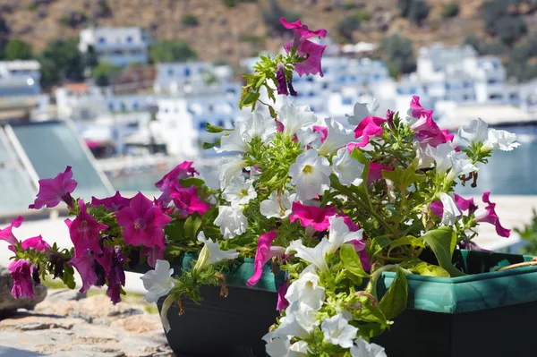 Μωβ λουλούδια και μπουκαμβίλιες κοντά λουτρό πόλη στο νησί της Κρήτης, Ελλάδα — Φωτογραφία Αρχείου