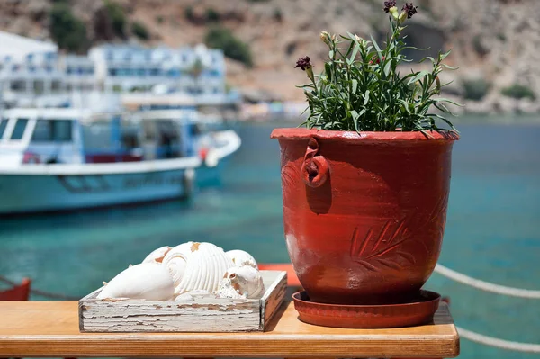 Groene planten in bruin keramiek pot en witte schelpen op een tafel met Loutro stad zeehaven op een achtergrond. — Stockfoto