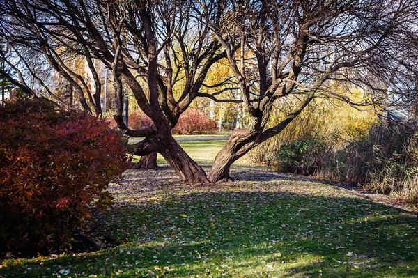 Mooie herfst park. Herfst in Riga. Herfst bomen en bladeren. Herfst Landscape.Park in de herfst. Bos in de herfst. — Stockfoto