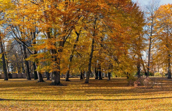 Mooie herfst park — Stockfoto