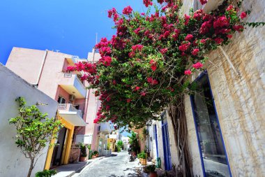 Begonvil kağıt çiçek iyon binanın taştan bir duvar