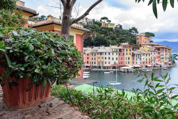 Groene planten in pot in heuvel van Portofino town, Italië — Stockfoto
