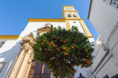 Portakal ve bir arka plan üzerinde kilise ile narenciye ağacı. Marbella, İspanya