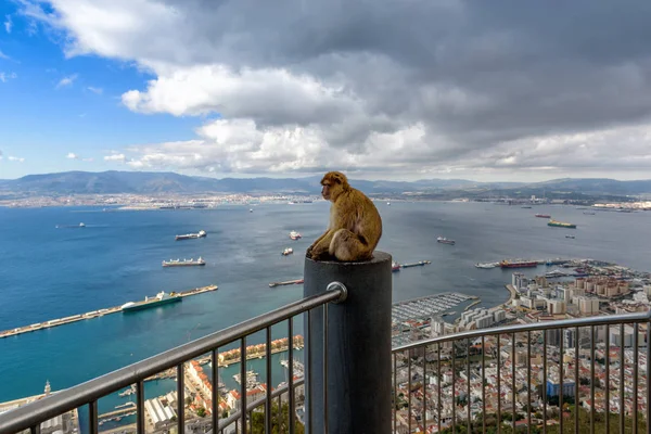 Familia Monos Está Sentado Balcón Gibraltar Mirador Roca —  Fotos de Stock