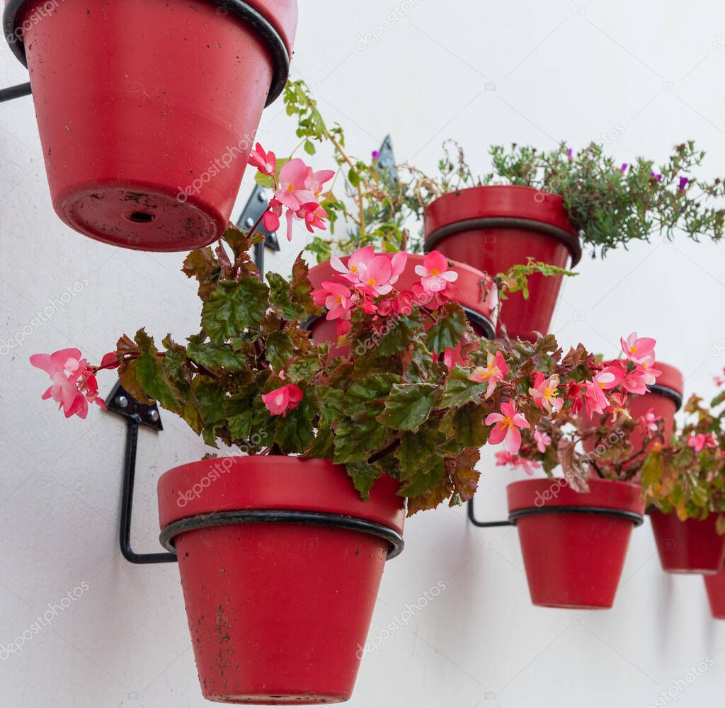 Red flower pot with bougainvillea flowers and white wall in Marbella town, Andalusia, Spain