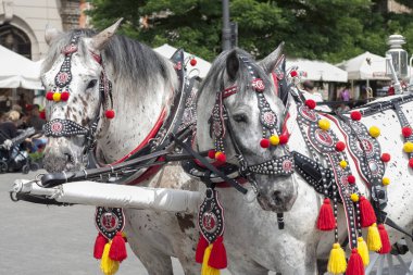 Ana pazar meydanındaki Krakow 'da turistler için geleneksel at arabalı iki beyaz at. Yakın çekim, güneşli gün.