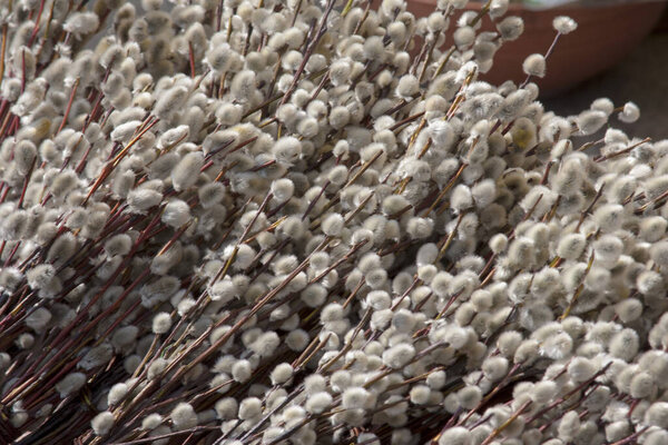 Белые кошки собирали и собирали вместе, крупным планом, традиционным абстрактным свежим растущим цветущим киской ивовой ветви текстуры, фон. Концепция весны, весны, пасхальных праздников и мягких материалов

