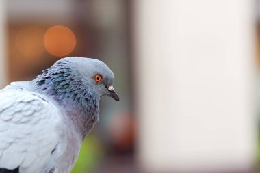 Basit bir statik gri güvercin kafası yakından çekilmiş, yandan çekilmiş bir portre. Boşluğu sağda kopyala, bulanık arkaplan, bokeh, seçici odak. Şehirlerdeki kuşlar kavramsaldır.