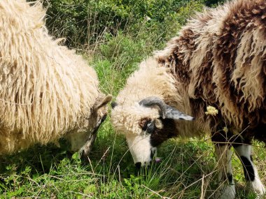 İki güzel, tüylü, tüylü koyun vahşi çifte portrede birlikte çimen yiyorlar, yüz yüze. Evcil hayvanlar, açık hava, çiftlik hayatı, kırsal alan, tarım arazisi kavramı