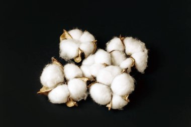 Koyu arkaplanda pamuk kuru çiçek kutuları