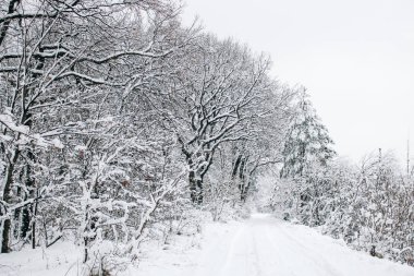 Kış ağaçları, kar yağışı. Ormanda karlı hava