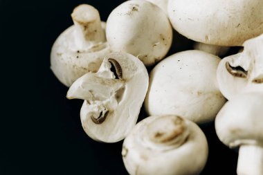 Siyah arka planda şampiyon mantarları. Metin için boşluk