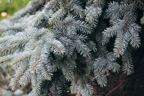 Branch Blue Spruce Christmas Blue Tree Park — Stock Photo, Image