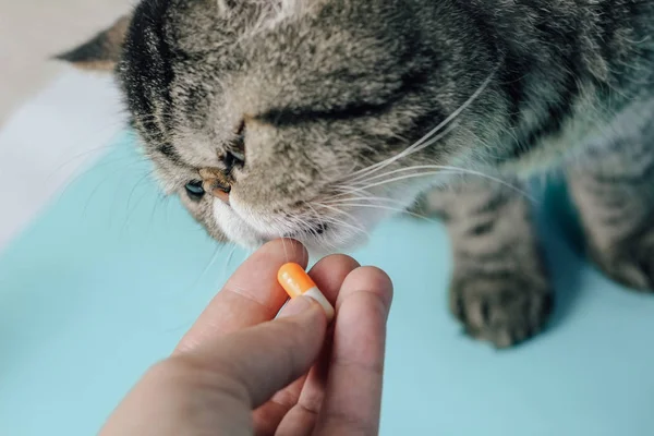 Veterinarian gives a pill to a cat. Exotic Shorthair Treatment