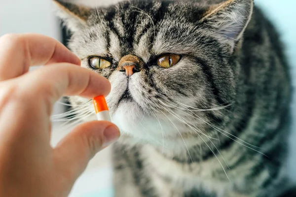 Veterinarian gives a pill to a cat. Exotic Shorthair Treatment