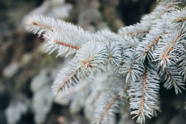 Mavi ladin dalı. Parktaki Noel ağacı