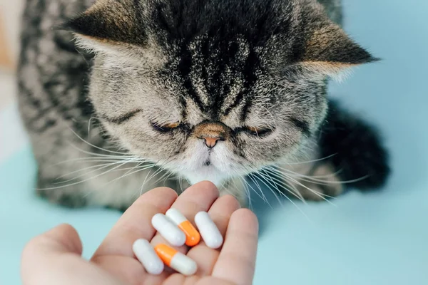 Veteriner kediye hap verir. Egzotik Kısa Hava Tedavisi