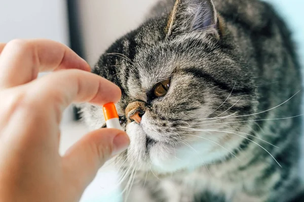 Veterinarian gives a pill to a cat. Exotic Shorthair Treatment