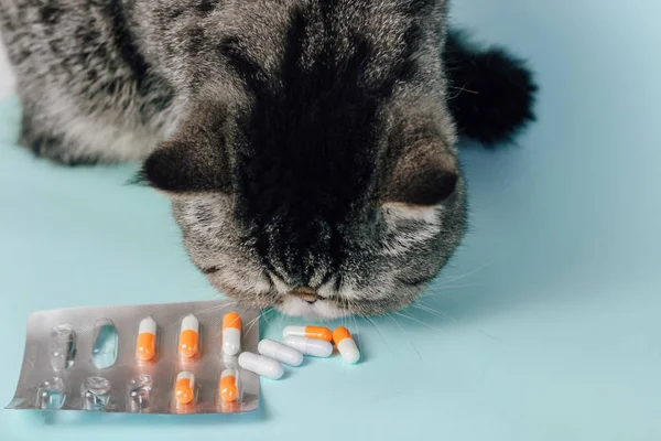 Veterinarian gives a pill to a cat. Exotic Shorthair Treatment