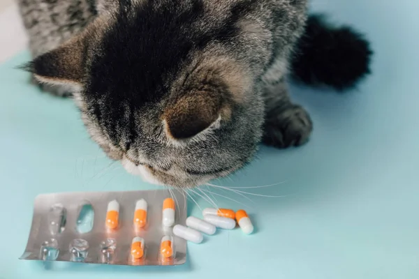 Veterinarian gives a pill to a cat. Exotic Shorthair Treatment
