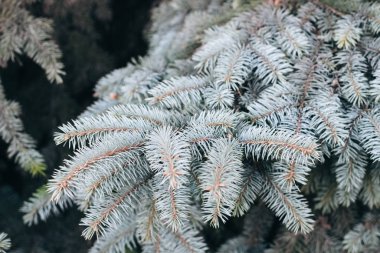 Mavi ladin dalı. Parktaki Noel ağacı