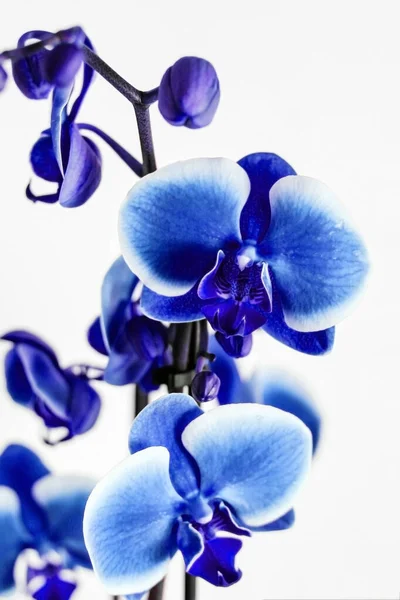 Orquídea Azul Sobre Fundo Branco — Fotografia de Stock