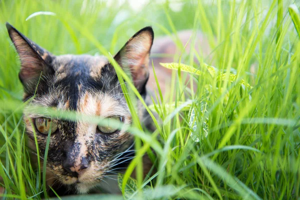 猫躺在花园里的草 — 图库照片