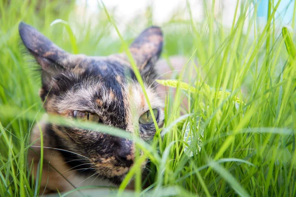 Gato deitar-se na grama no jardim — Fotografia de Stock