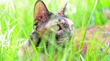 bahçedeki çimlerin üzerine kedi uzan