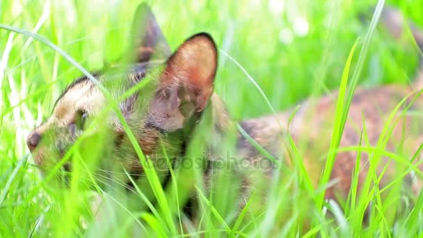 Kot położyć się na trawie w ogrodzie — Wideo stockowe