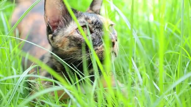Leugen van de kat neer op gras in de tuin — Stockvideo