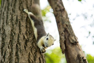 Ağaç ve yeme fıstık küçük sincap bekle