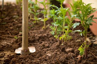 El ile kazmak ağaç bitki için bir delik için donatım