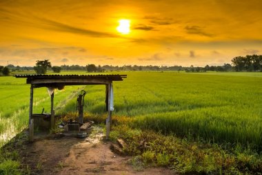 Yasemin çiftlikte küçük bir evi