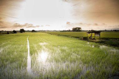 Yasemin çiftlikte küçük bir evi