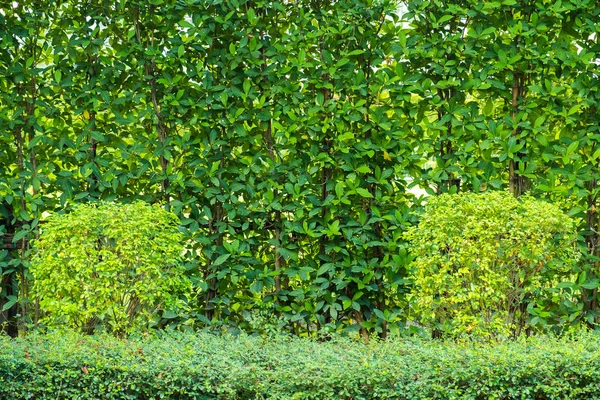 La plante verte est utilisée comme clôture pour cacher le bâtiment à invisible — Photo