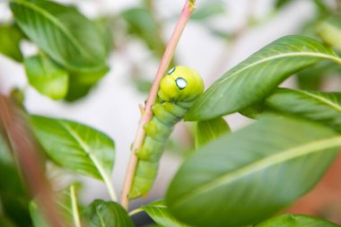 Bir solucan bitki yaprak survive için yemek dalı tırmanıyor
