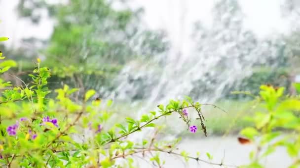 Bloem Blooming Voorzijde Van Vijver Fontein Tuin — Stockvideo