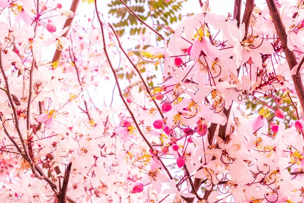 Pink flowers is blooming in the white sky, cherry blossom — Stock Photo, Image