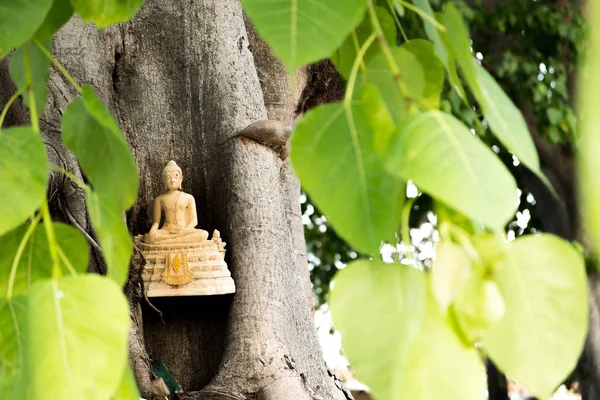A régi arany színű Buddha szobor volt balra a nagy fa, a templomban. — Stock Fotó