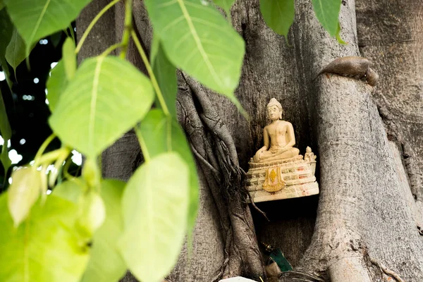 A régi arany színű Buddha szobor volt balra a nagy fa, a templomban. — Stock Fotó