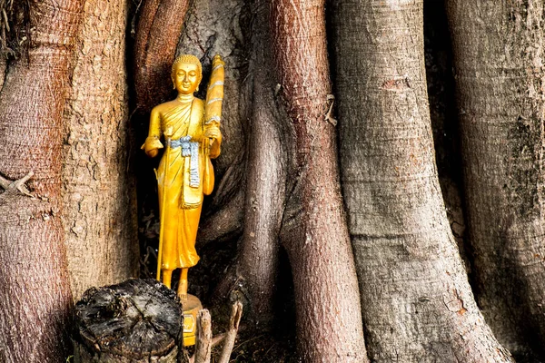 A velha estátua de Buda cor de ouro foi deixada na grande árvore no templo . — Fotografia de Stock