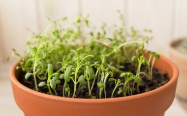 Genç yeşil biberiye Pencere kenarında bir terasotta demliğinde